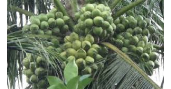 Jual Bibit Kelapa Kopyor  HP 0856 0856 6034